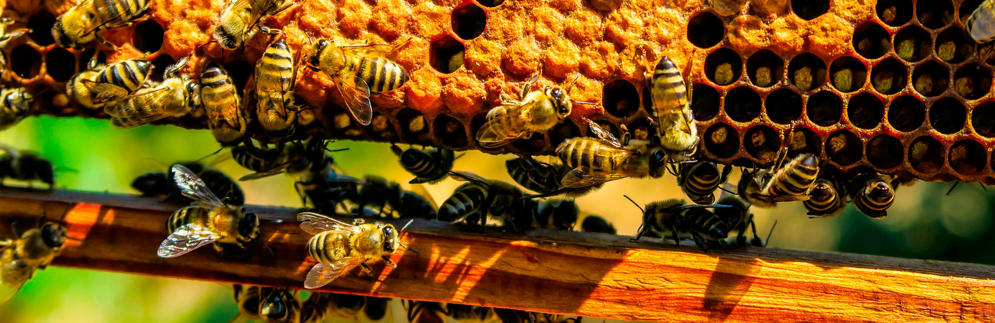  Honig aus eigener Produktion
